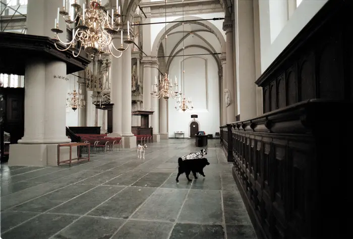 Bojan Šarčević, Il semble que l’animal est dans le monde comme l’eau dans l’eau (Es scheint, als sei das Tier in der Welt wie das Wasser im Wasser), 1999 Ein Screenshot aus einem Video, in dem drei Hunde in einer Kirche zu sehen sind