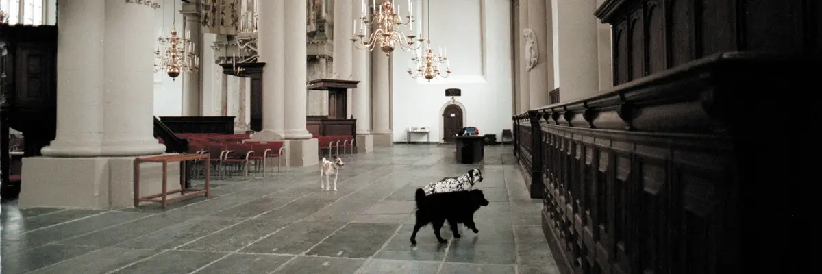 Bojan Šarčević, Il semble que l’animal est dans le monde comme l’eau dans l’eau (Es scheint, als sei das Tier in der Welt wie das Wasser im Wasser), 1999 Ein Screenshot aus einem Video, in dem drei Hunde in einer Kirche zu sehen sind