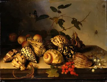 Muscheln, Früchte und Blüten auf einem Tisch, dazu ein Schmetterling, zwei Spinnen und ein kleines Reptil